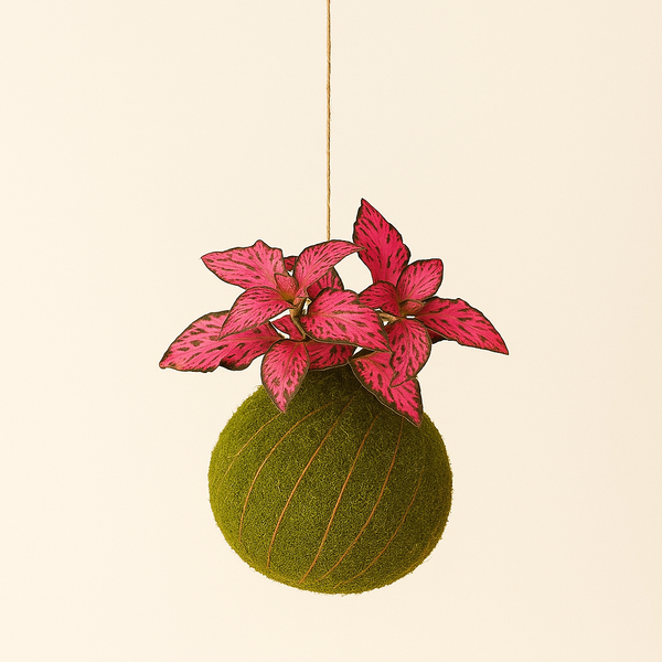 Baby Kokedama | Fittonia 'Forest Flame'