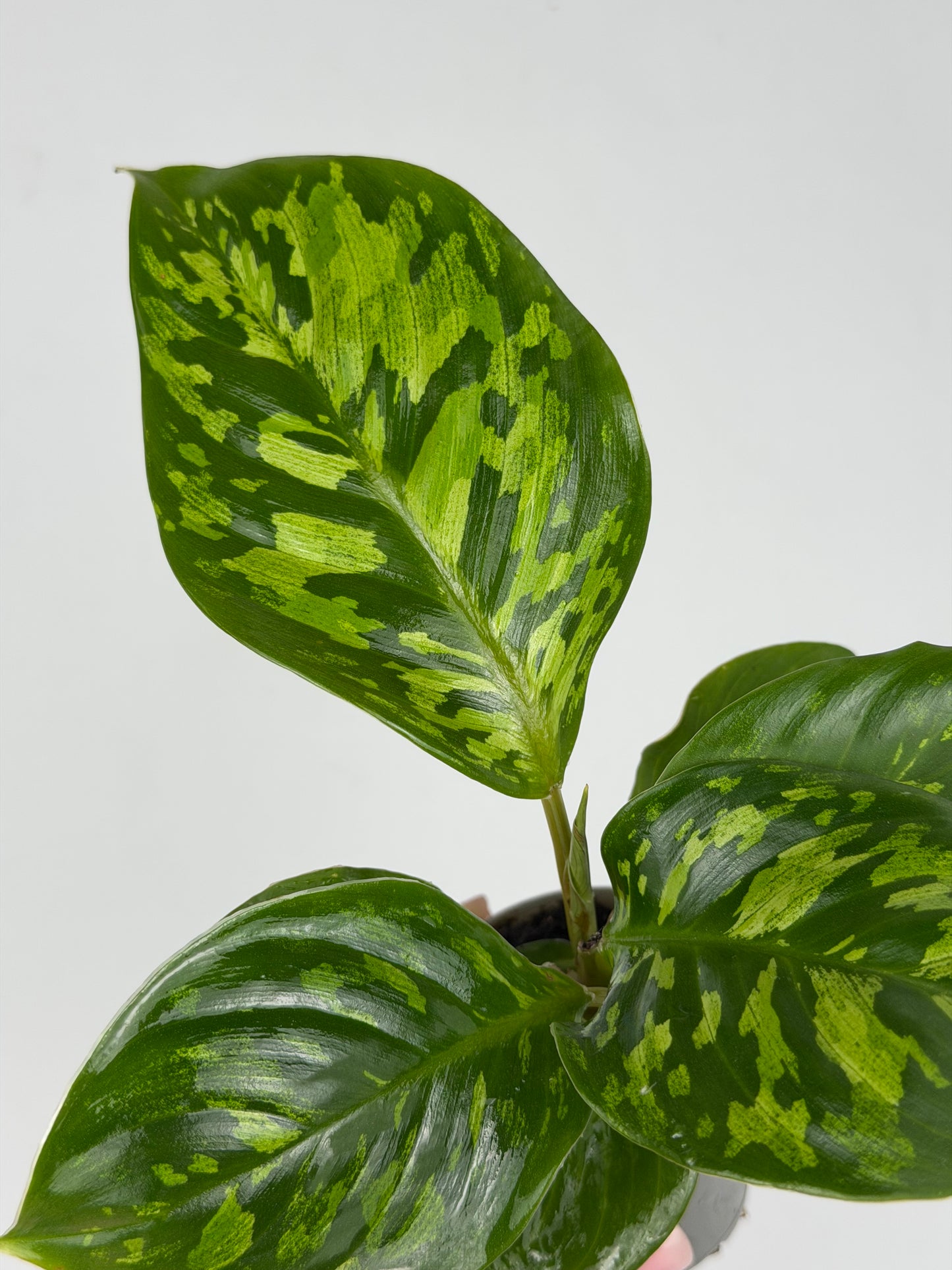 Homalomena wallisii 'Camouflage' Homalomena Tropical Corner