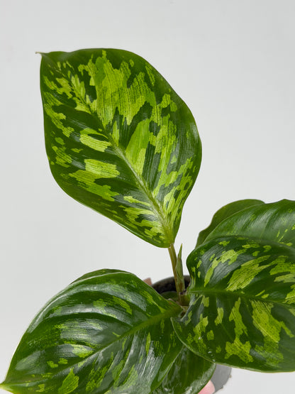 Homalomena wallisii 'Camouflage' Homalomena Tropical Corner