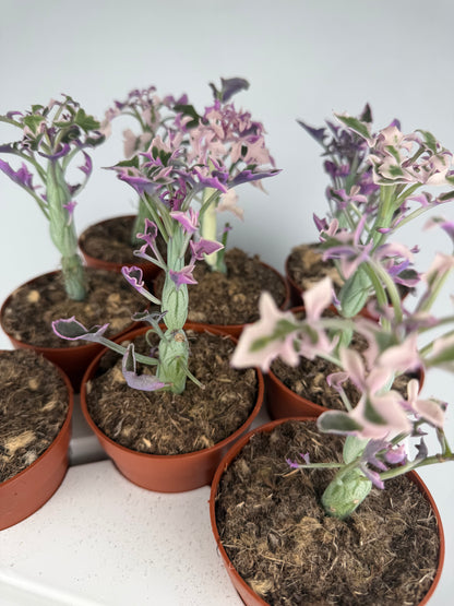 Senecio Articulatus Variegata Tropical Corner