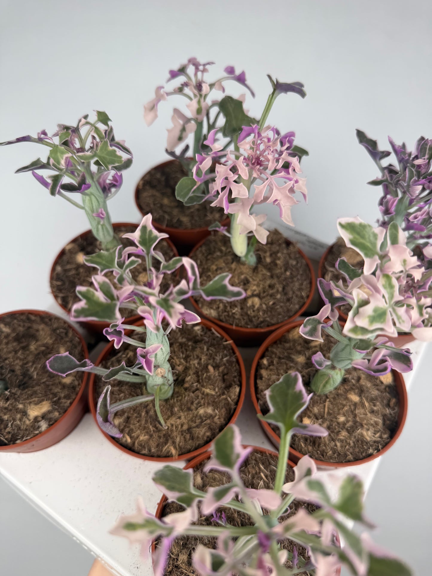 Senecio Articulatus Variegata Tropical Corner