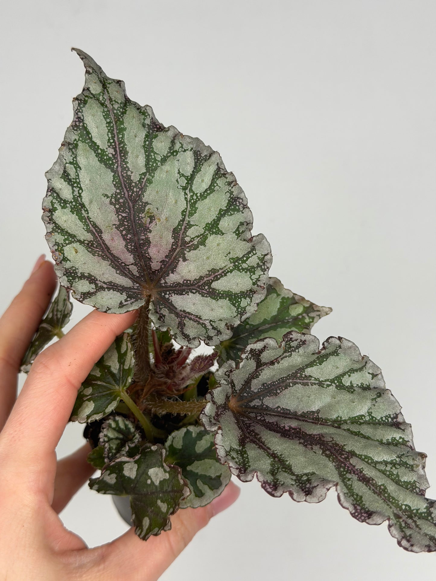 Begonia 'Dew Drop' Begonia Tropical Corner