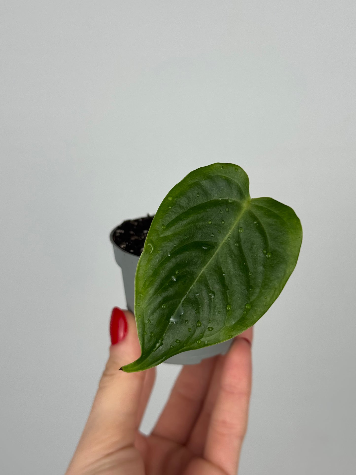 Anthurium Veitchii | Jordan