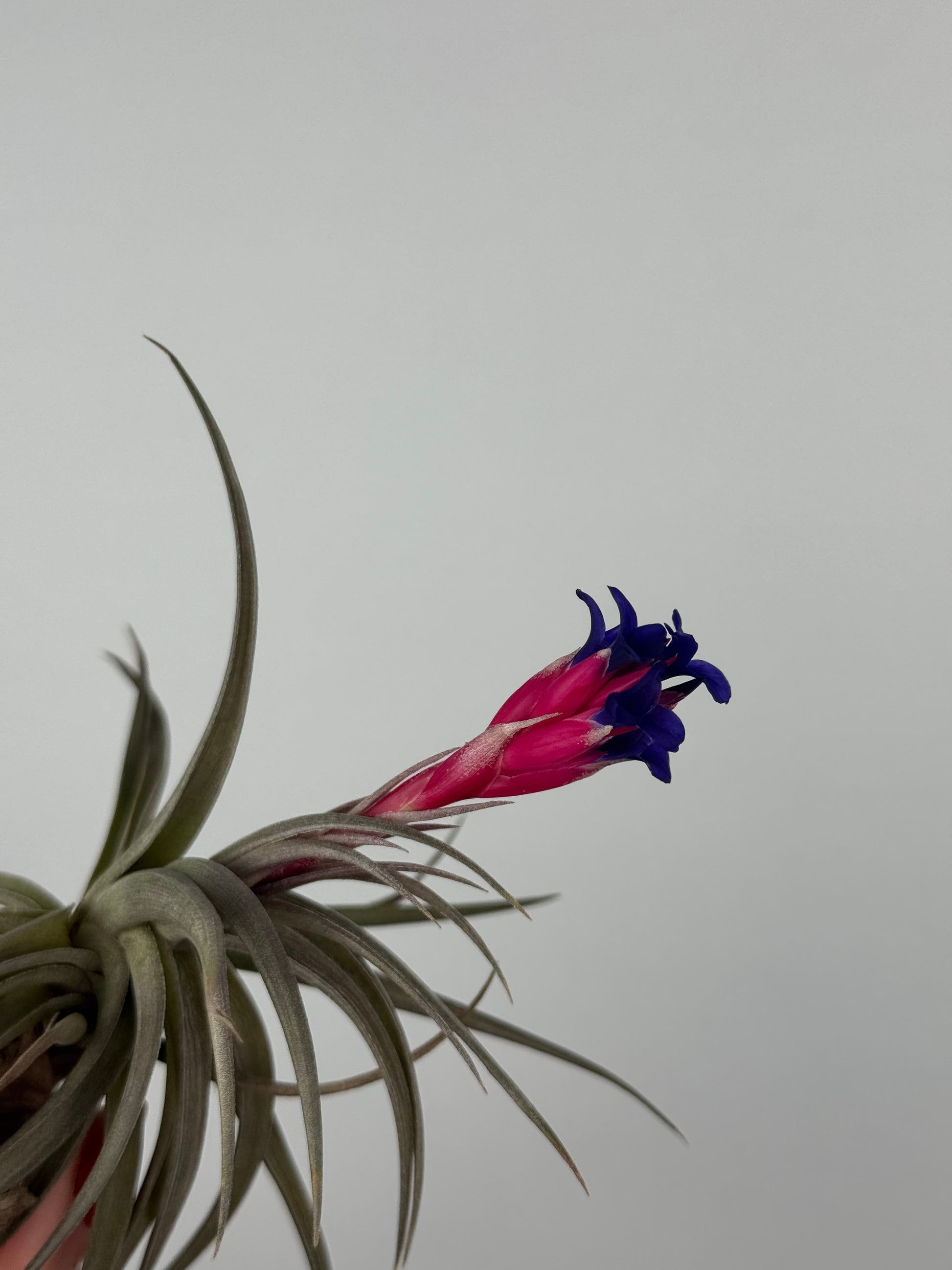 Tillandsia aeranthos