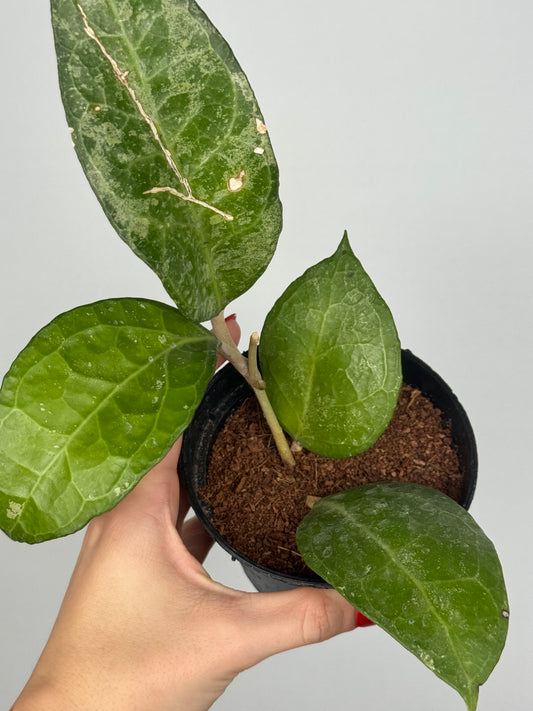 Hoya Verticillata “Wayang Splash” | Chloris