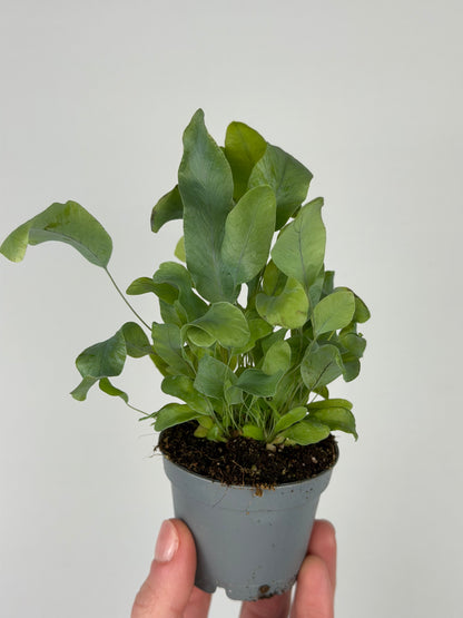 Phlebodium aureum 'Blue Star' Phlebodium Tropical Corner