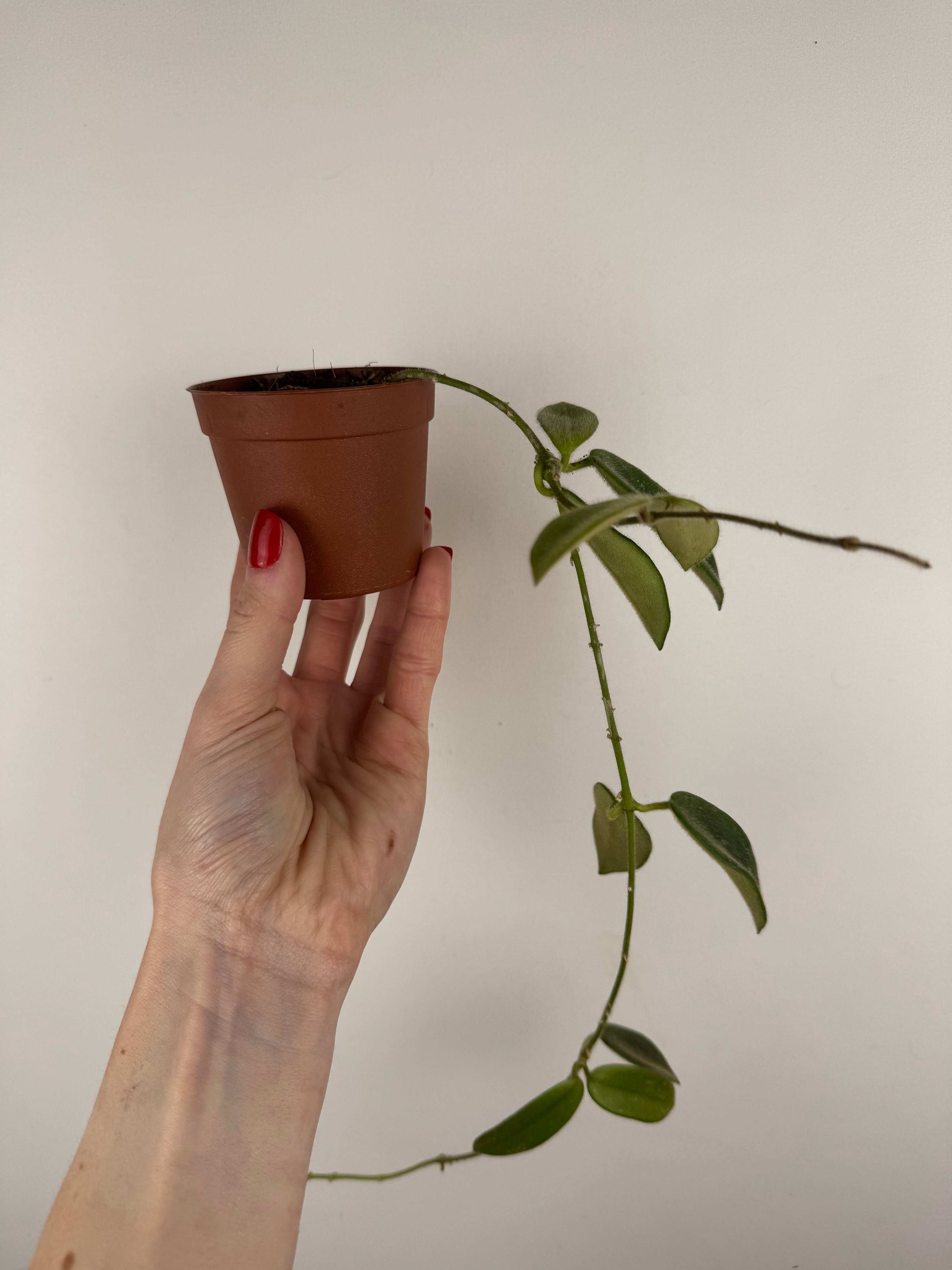 Hoya Thomsonii