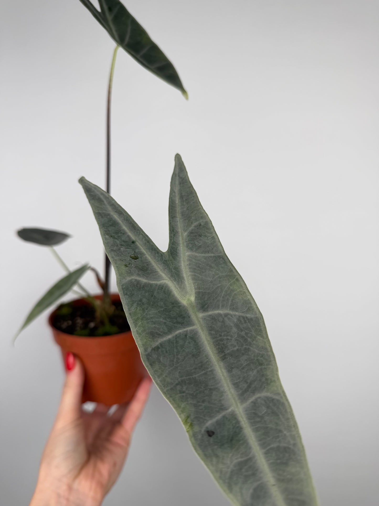 Alocasia longiloba 'Silver'