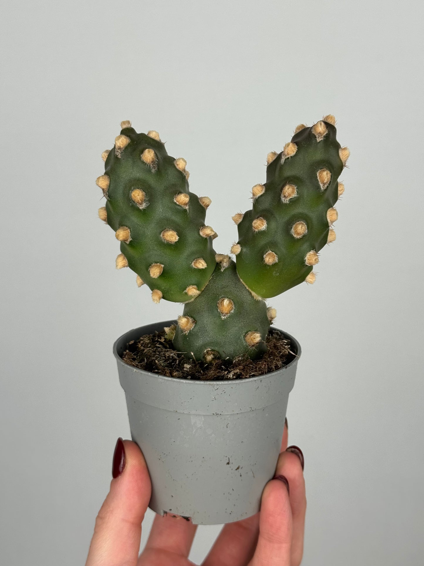 Tephrocactus molinensis