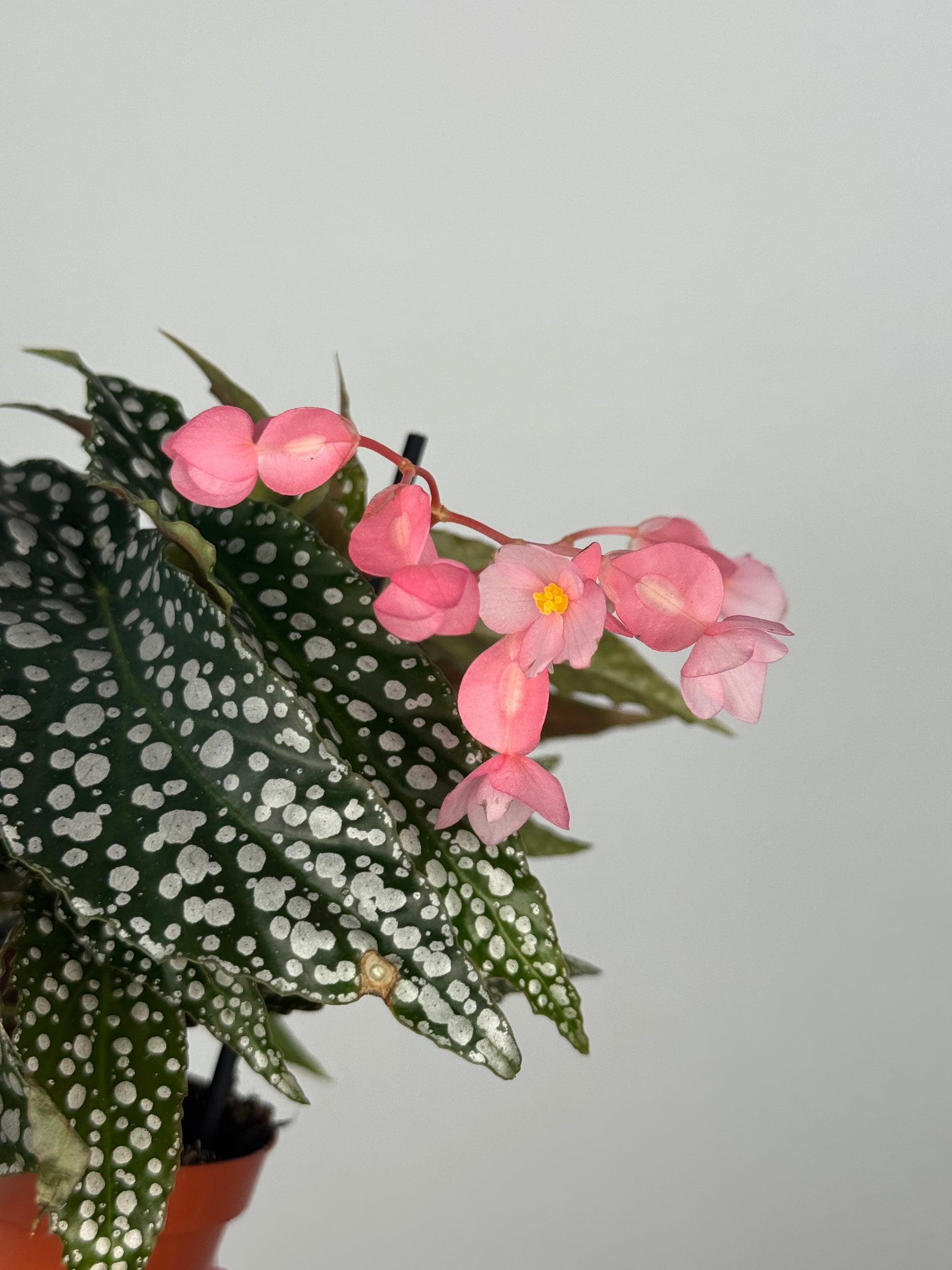 Begonia maculata “Double dot”