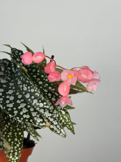 Begonia maculata “Double dot”