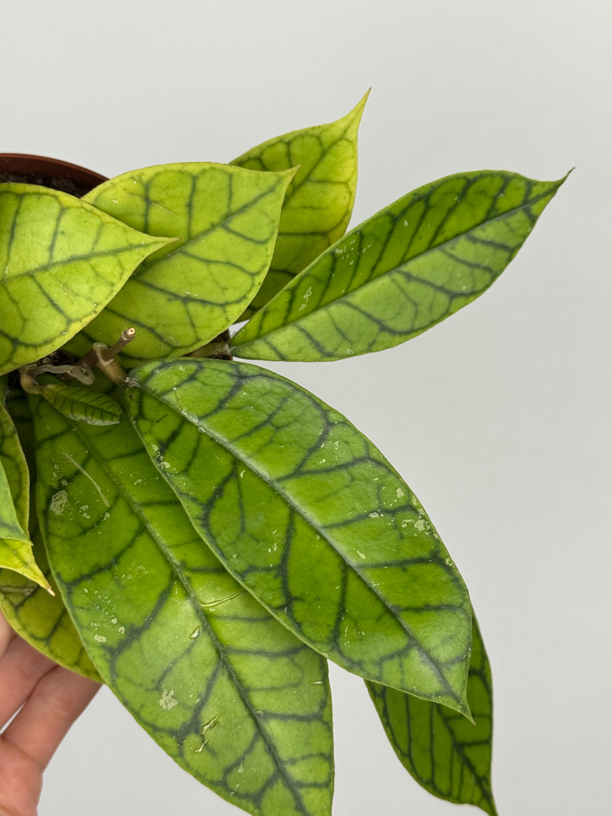 Hoya Callistophylla 'KAL 16'