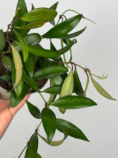 Hoya Rosita