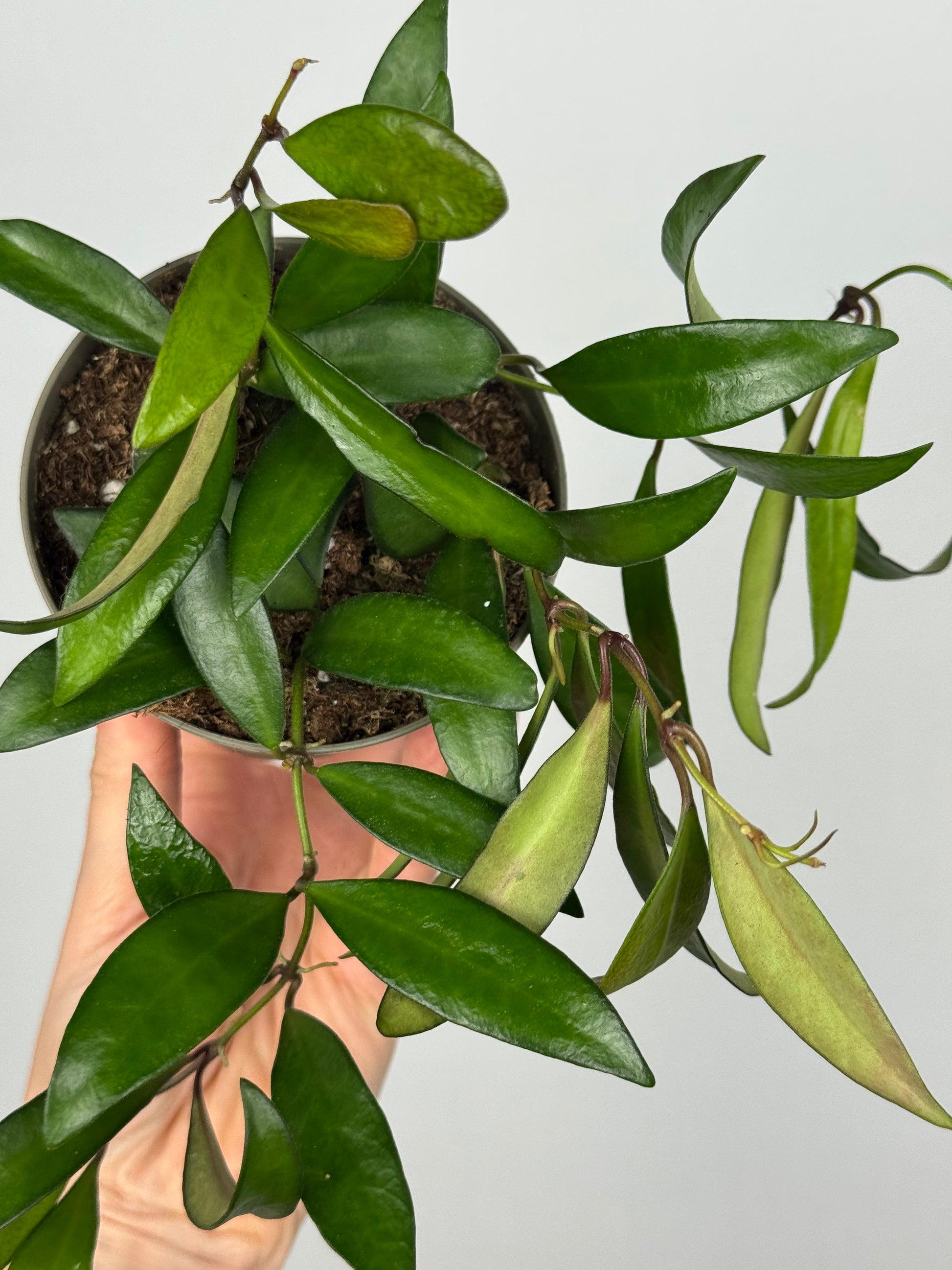 Hoya Rosita