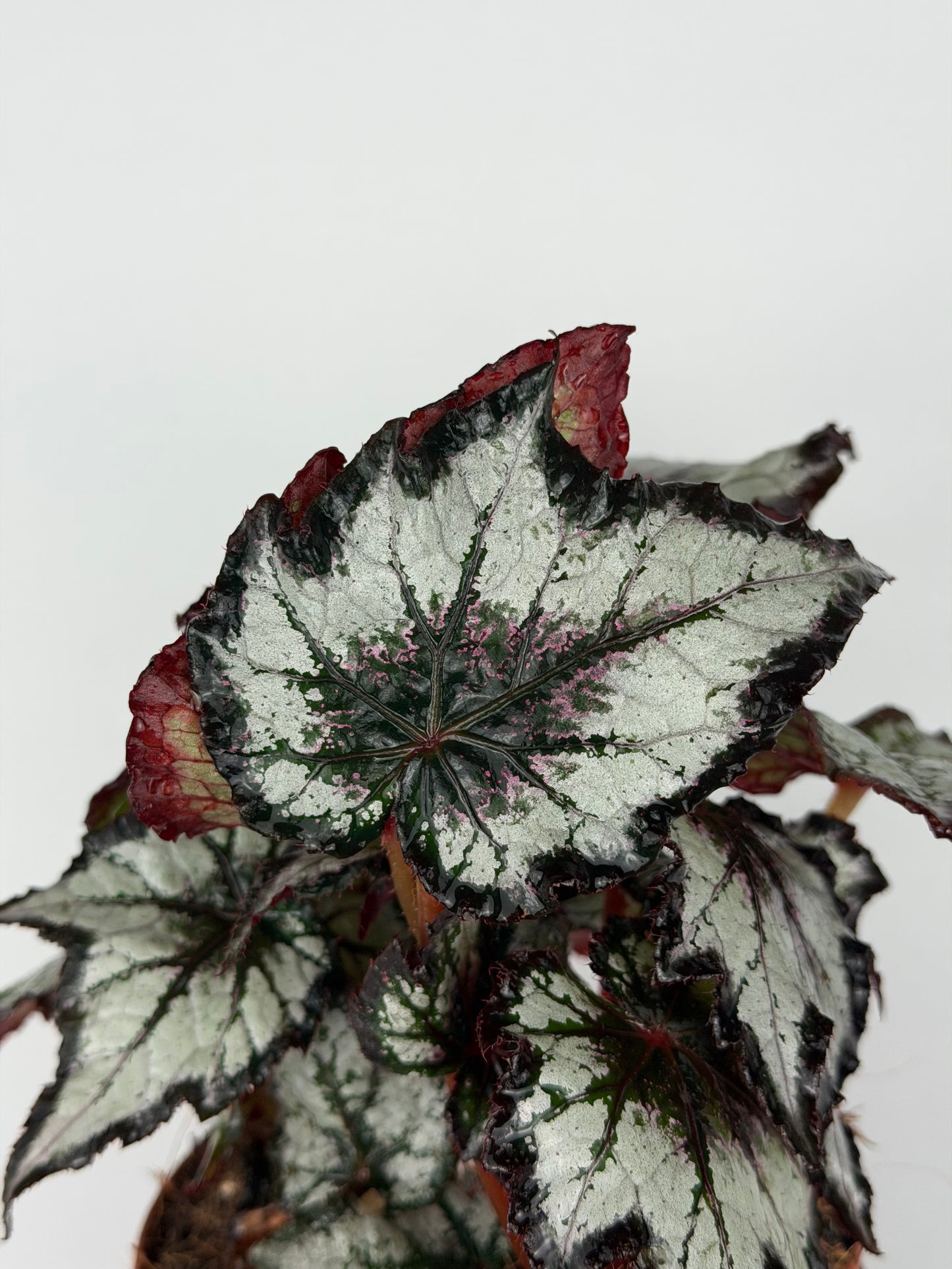 Begonia 'Bewitched Night Owl'