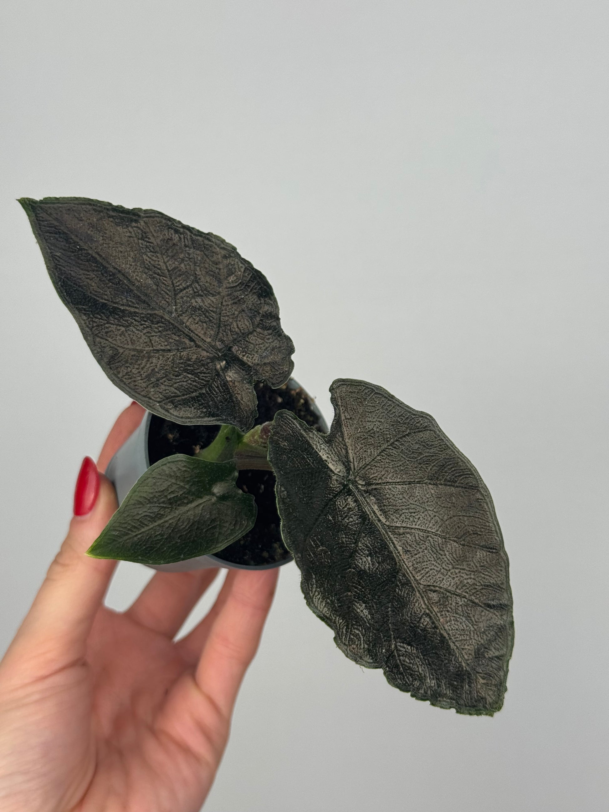 Alocasia Antoro Velvet