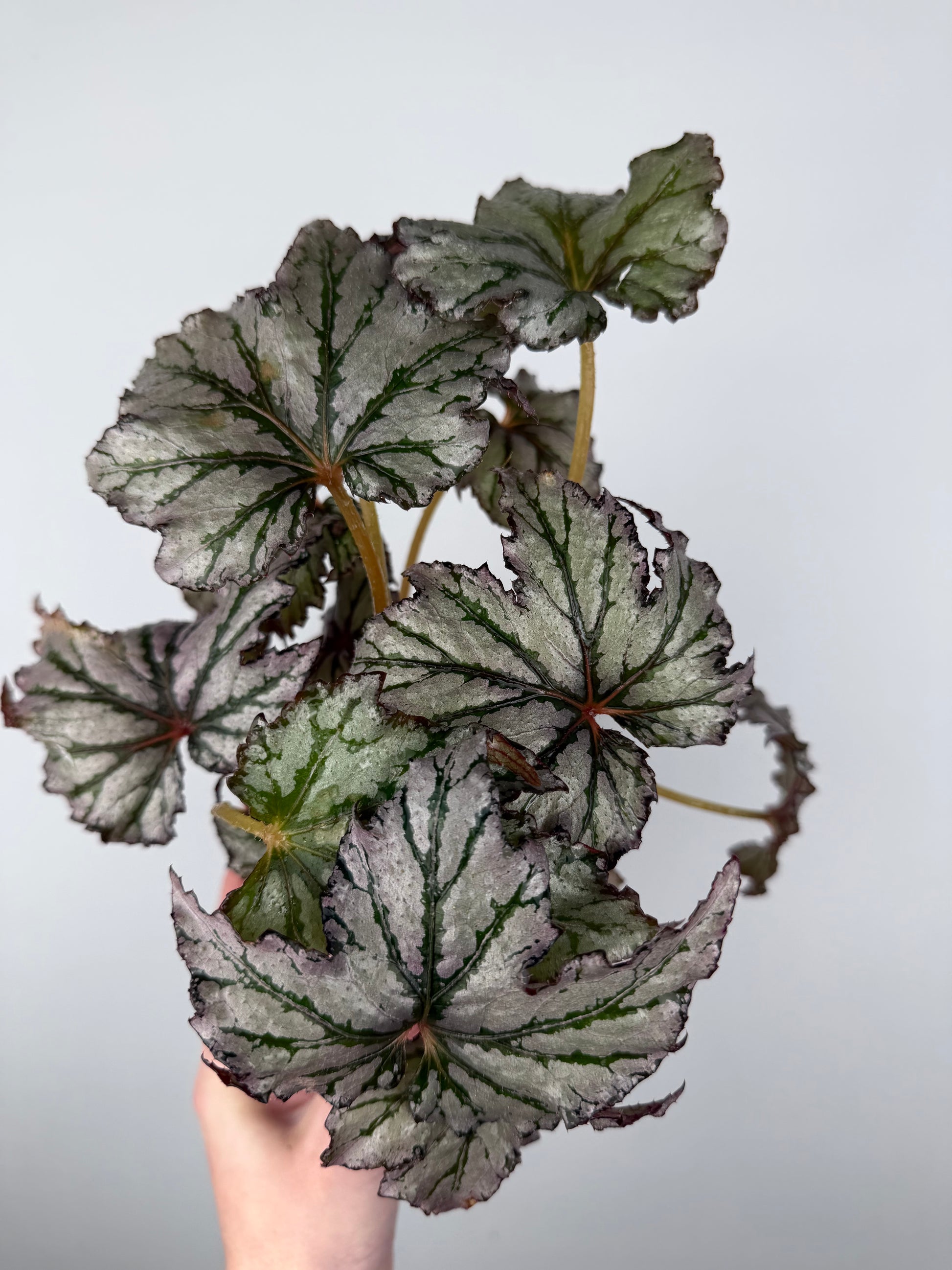Begonia 'Spacestar Maia'