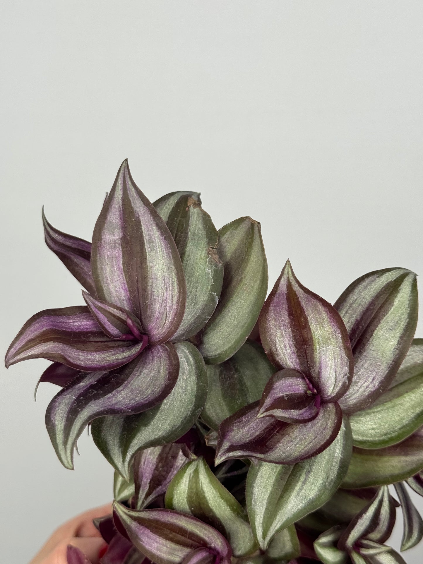 Tradescantia Zebrina “Violet Hill”