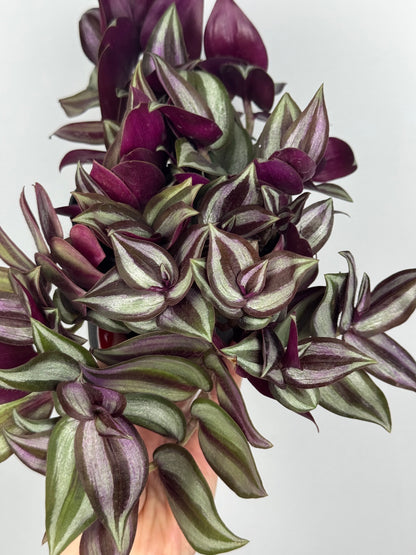 Tradescantia Zebrina “Violet Hill”