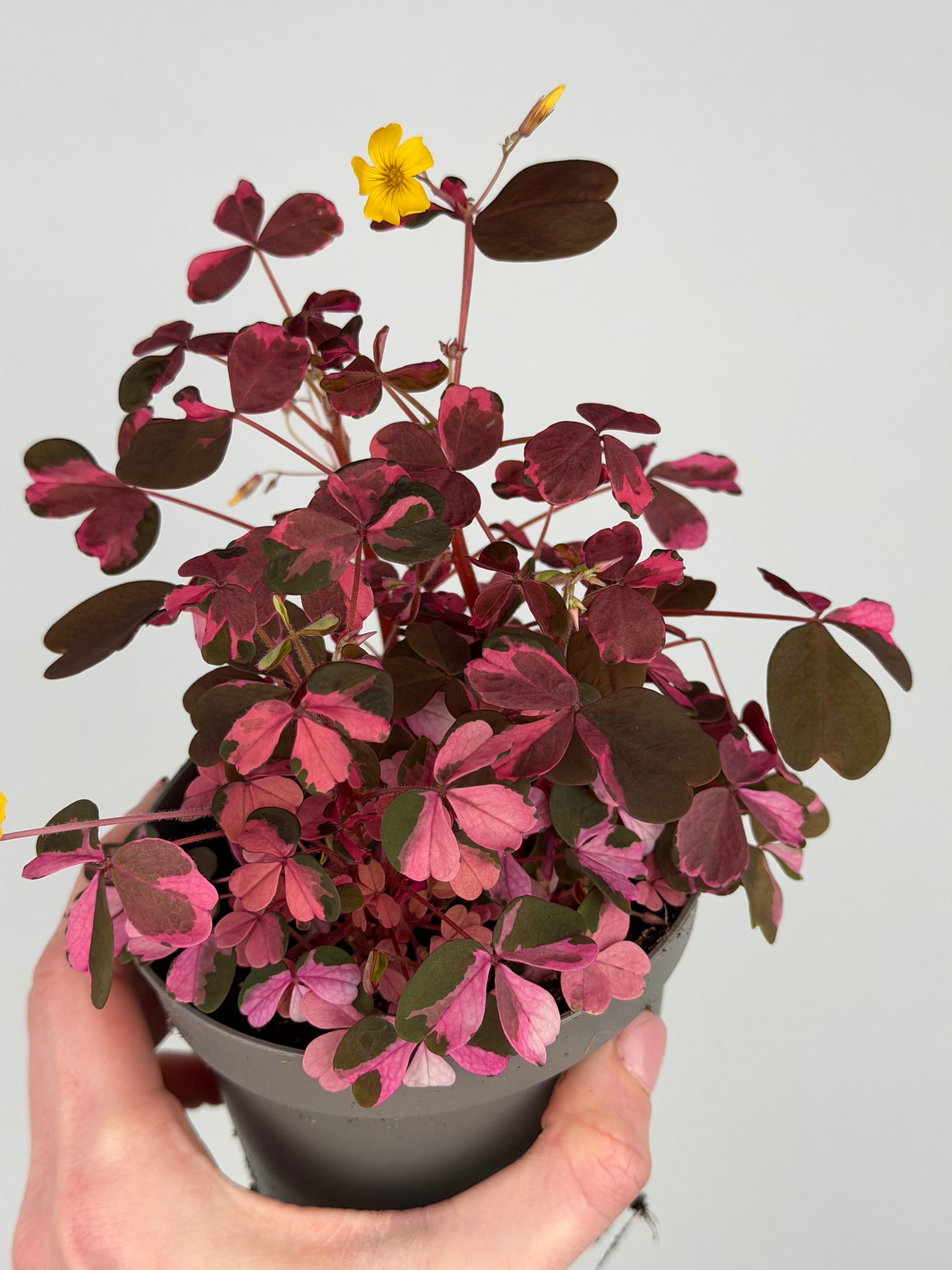 Oxalis Vulcanicola 'Plum Crazy' Oxalis Tropical Corner