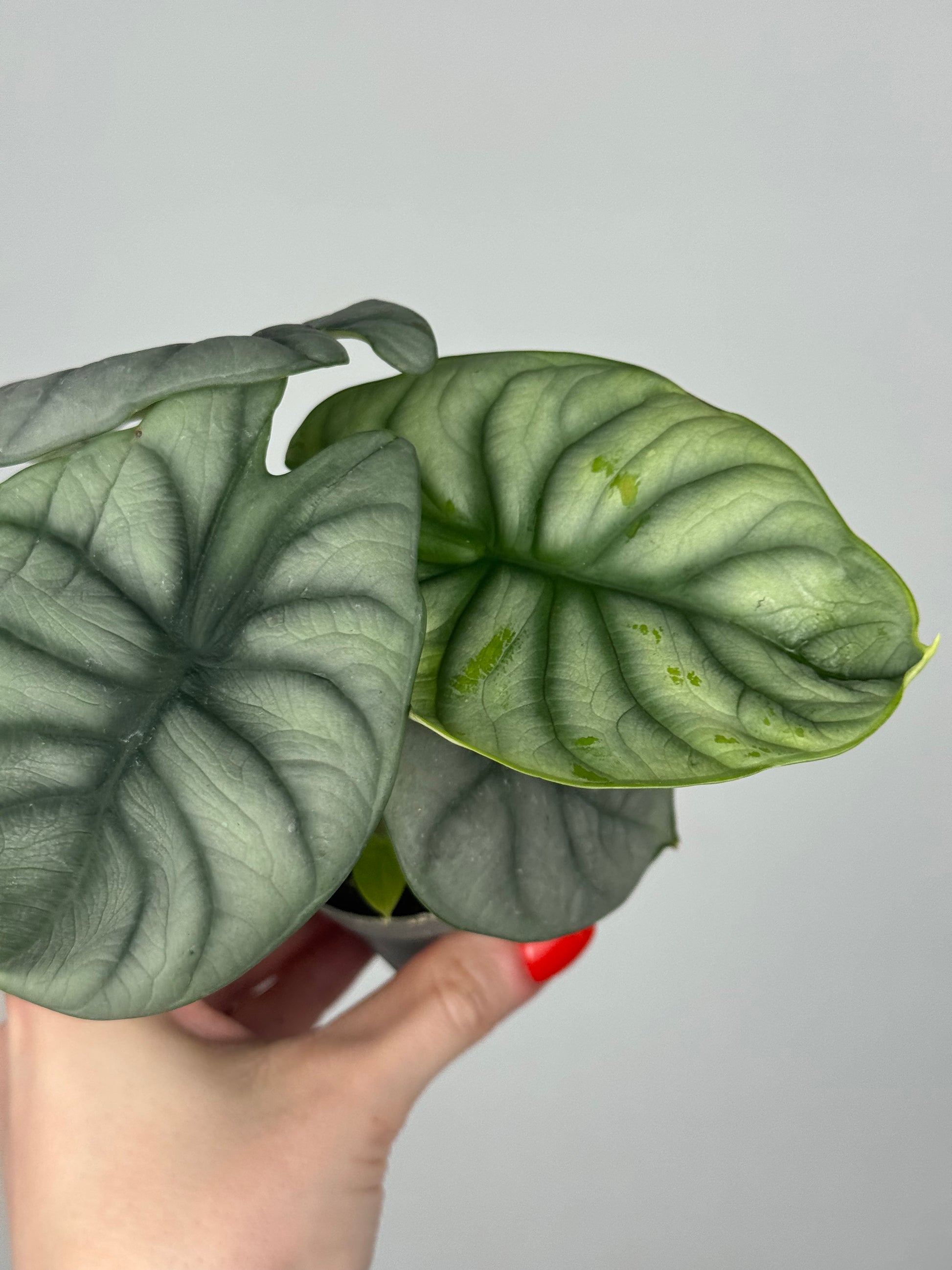 Alocasia “Silver Dragon”