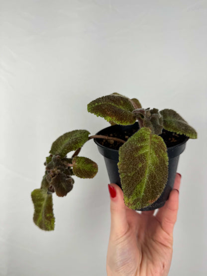Episcia “Emerald Velvet” |  Clara