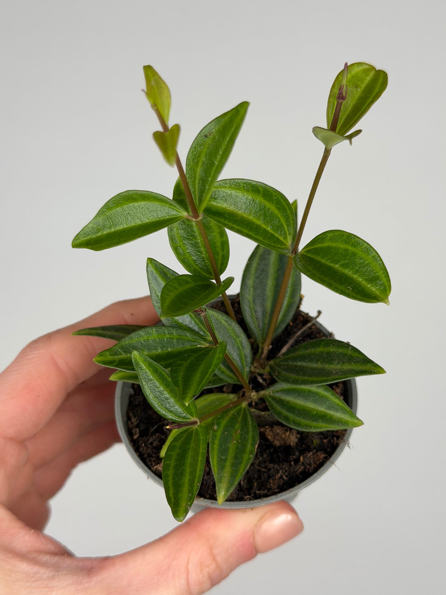 Peperomia 'Stripes' Peperomia Tropical Corner