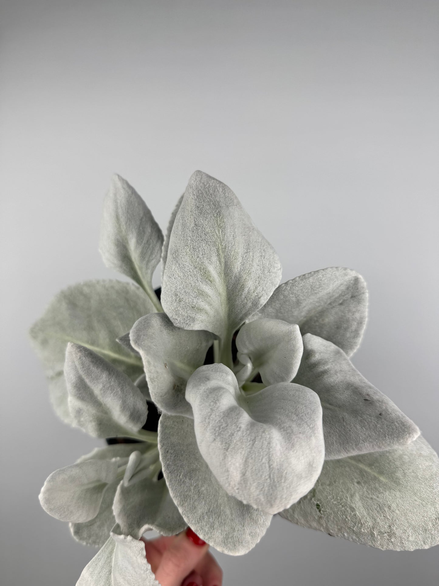 Senecio Candicans “Angel Wings”