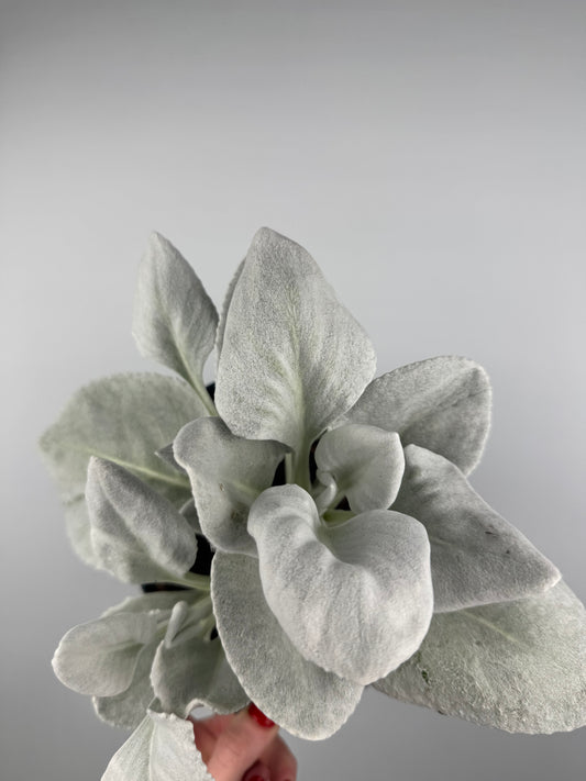 Senecio Candicans “Angel Wings”