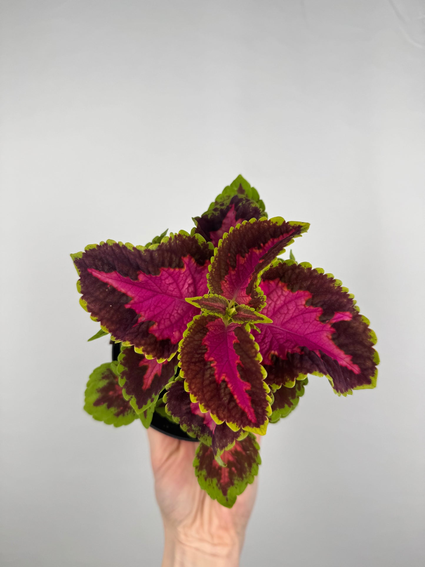 Coleus “Fairway Rose” | Plectranthus Scutellarioides