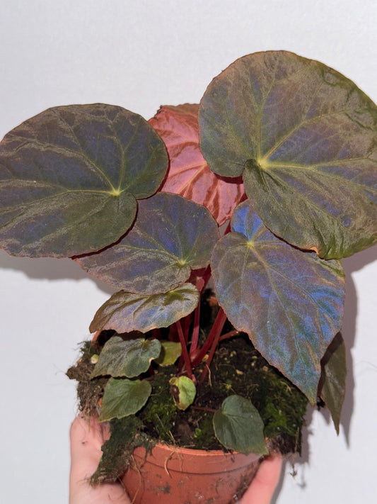 Begonia Pavonina