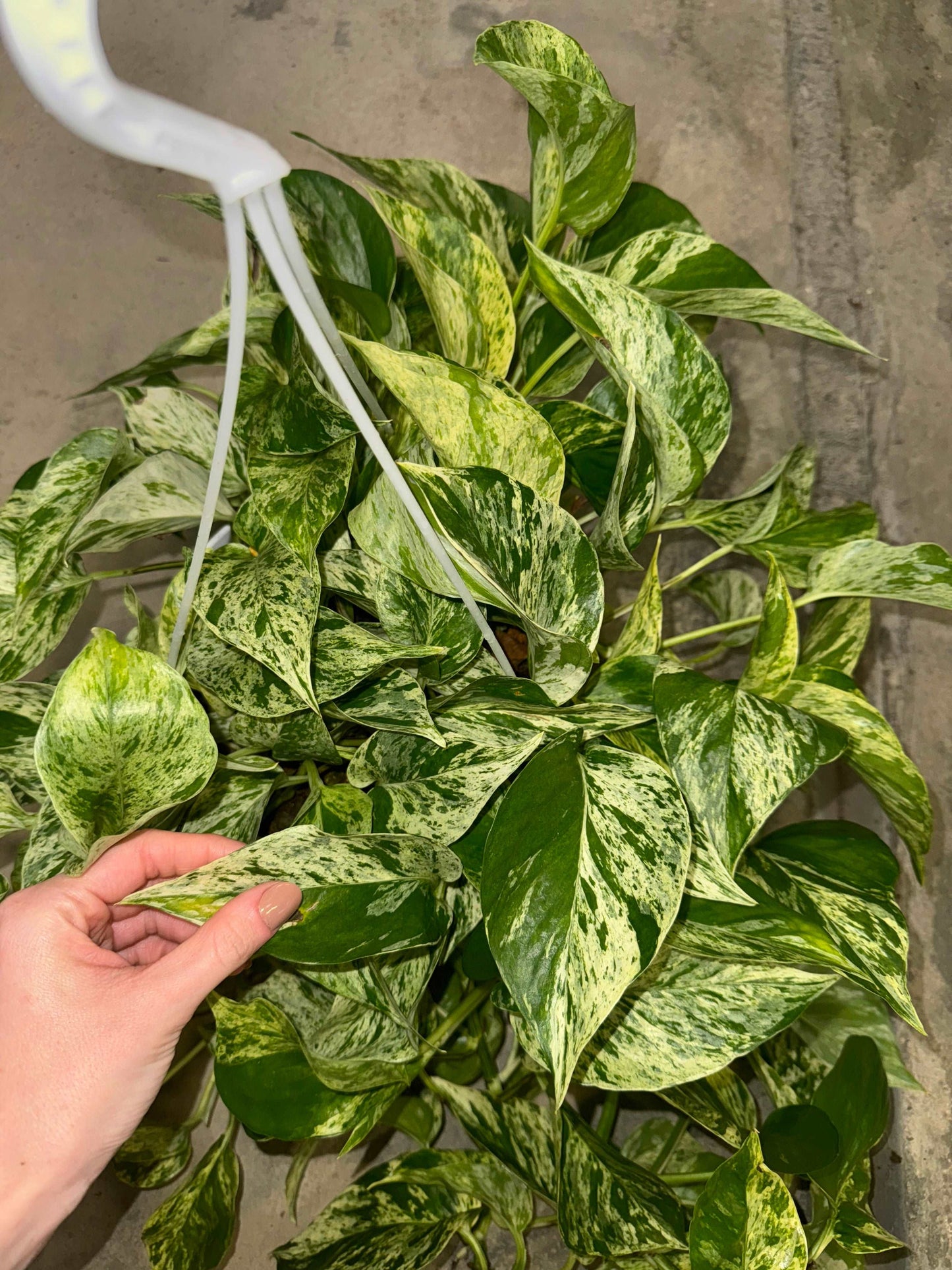 Epipremnum Marble Queen