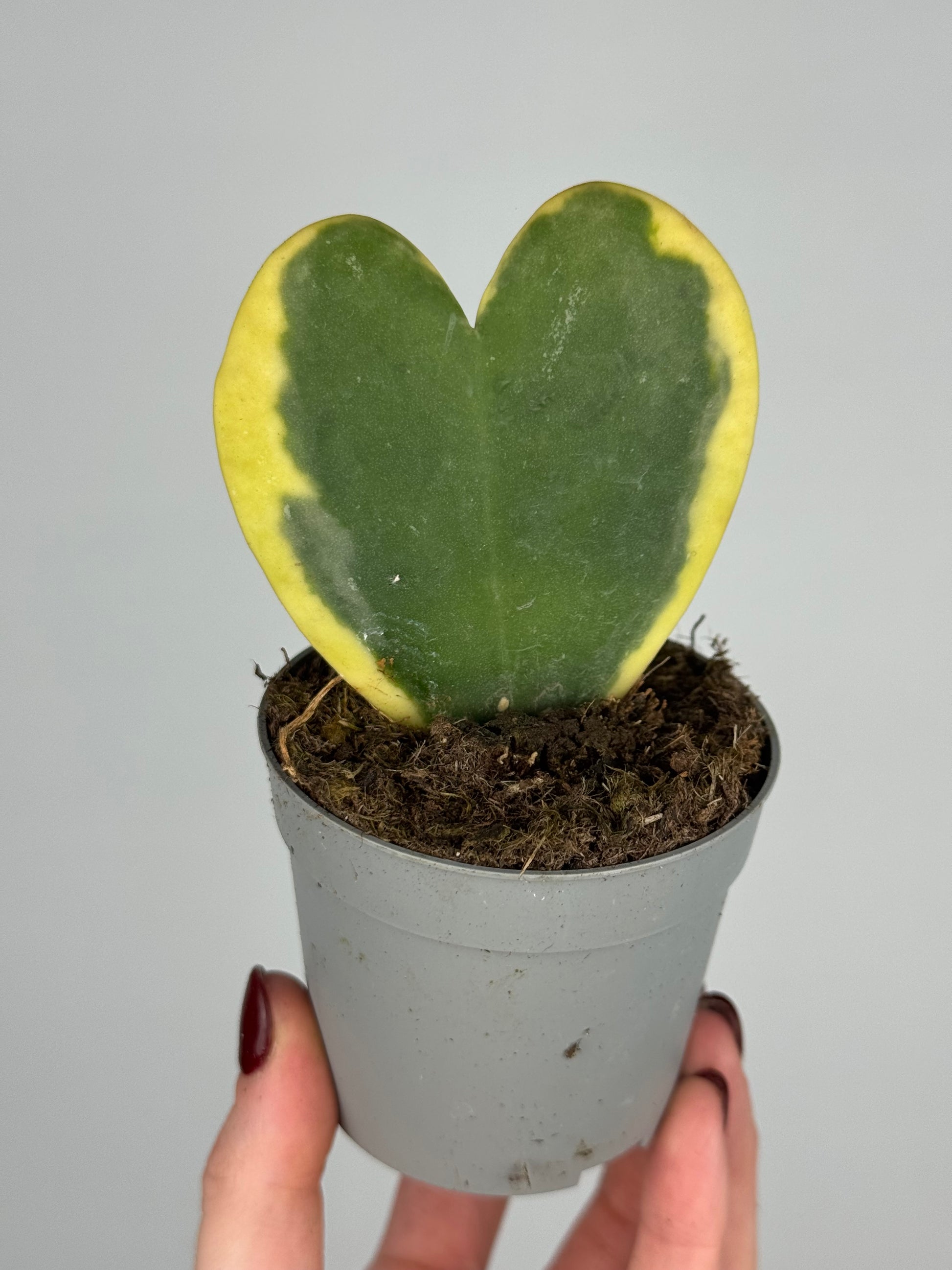 Hoya Kerrii Variegata
