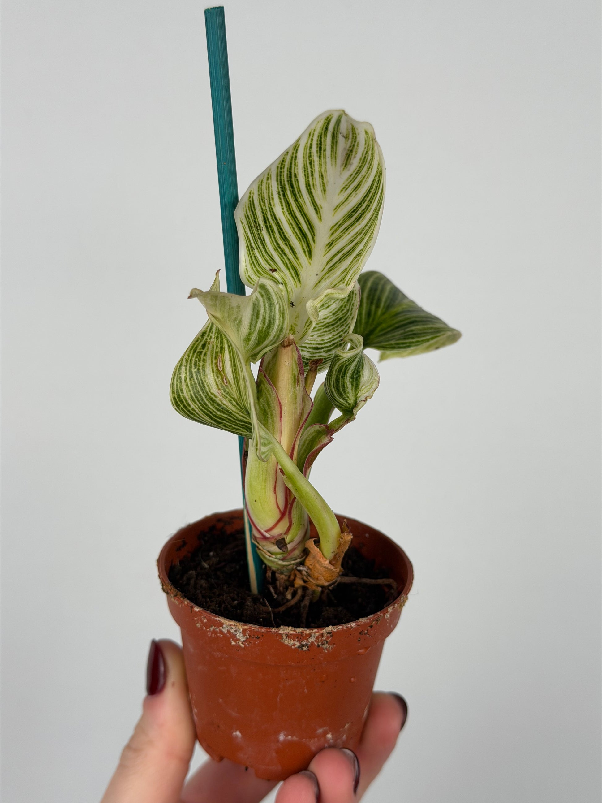 Philodendron White veins | Arlo