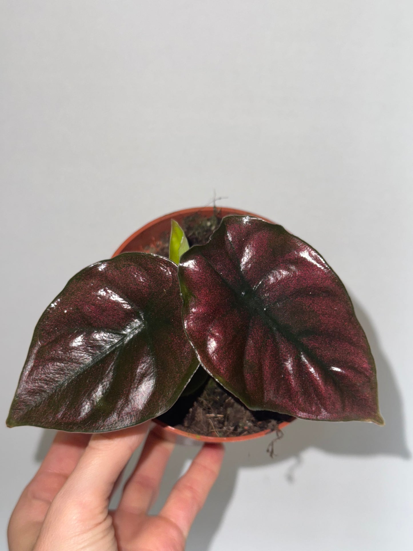 Alocasia Infernalis 'Black Magic'