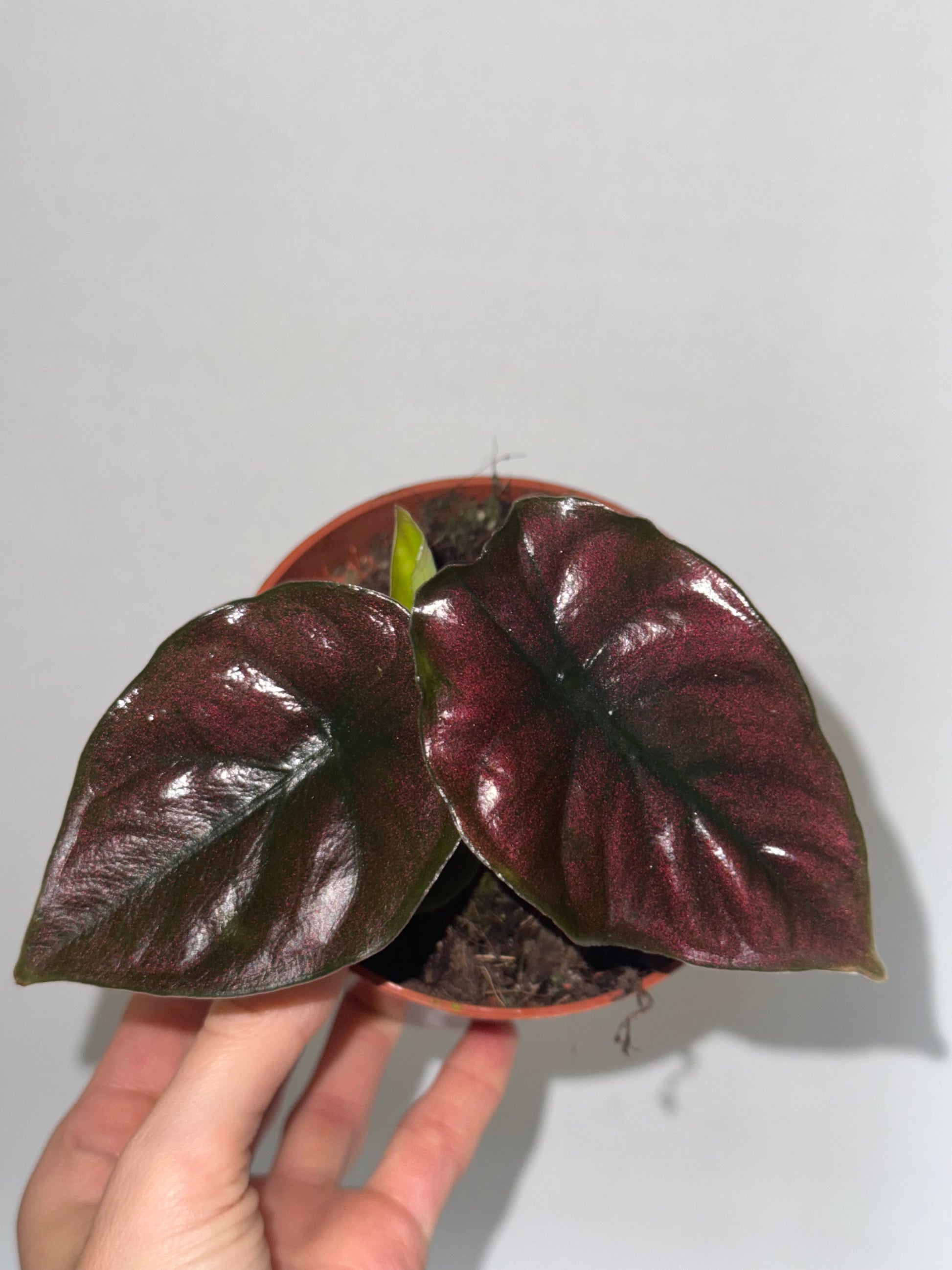 Alocasia Infernalis 'Black Magic'