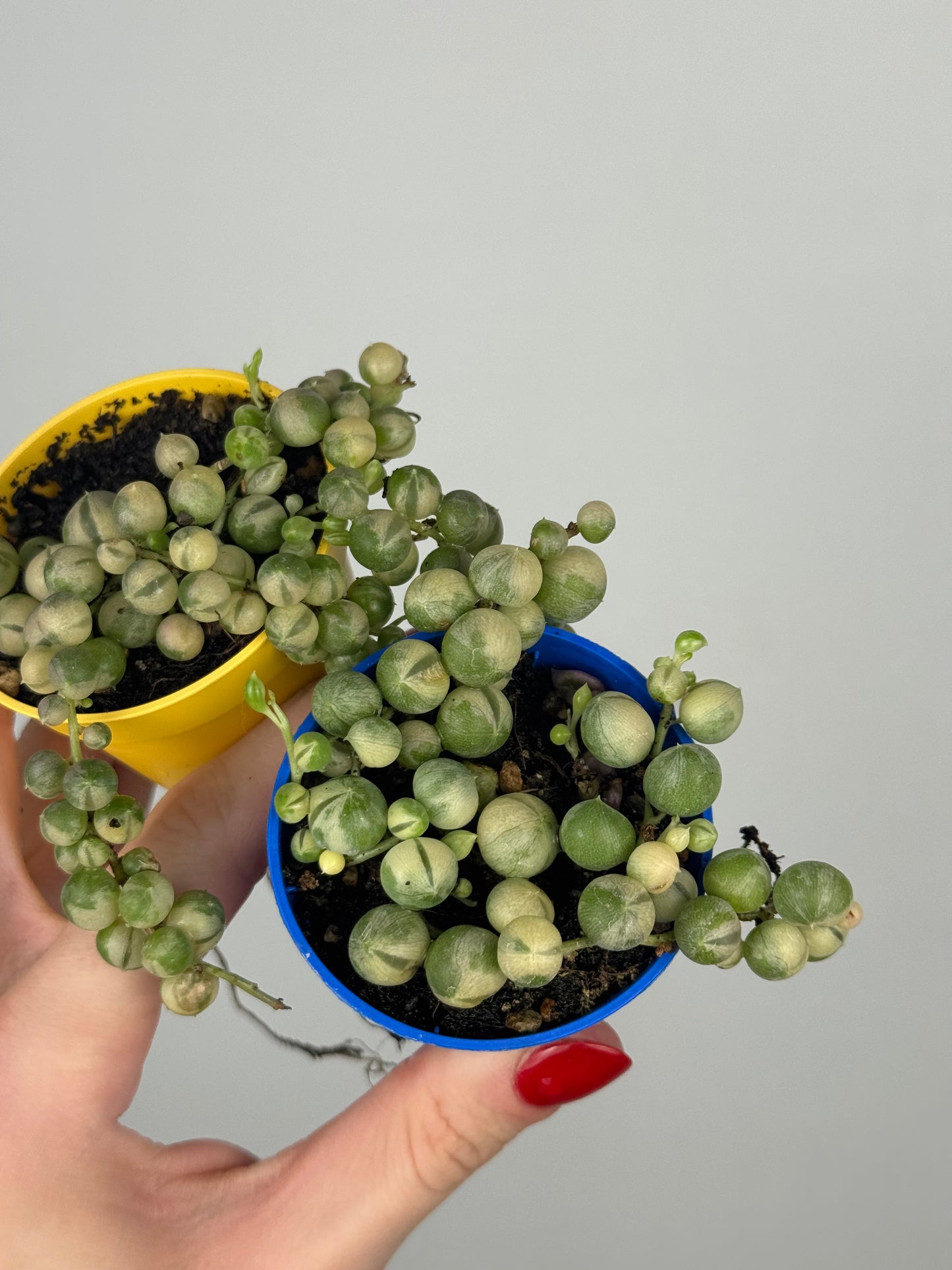 Senecio rowleyanus Variegata