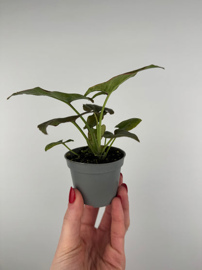 Syngonium “Pink Splash”