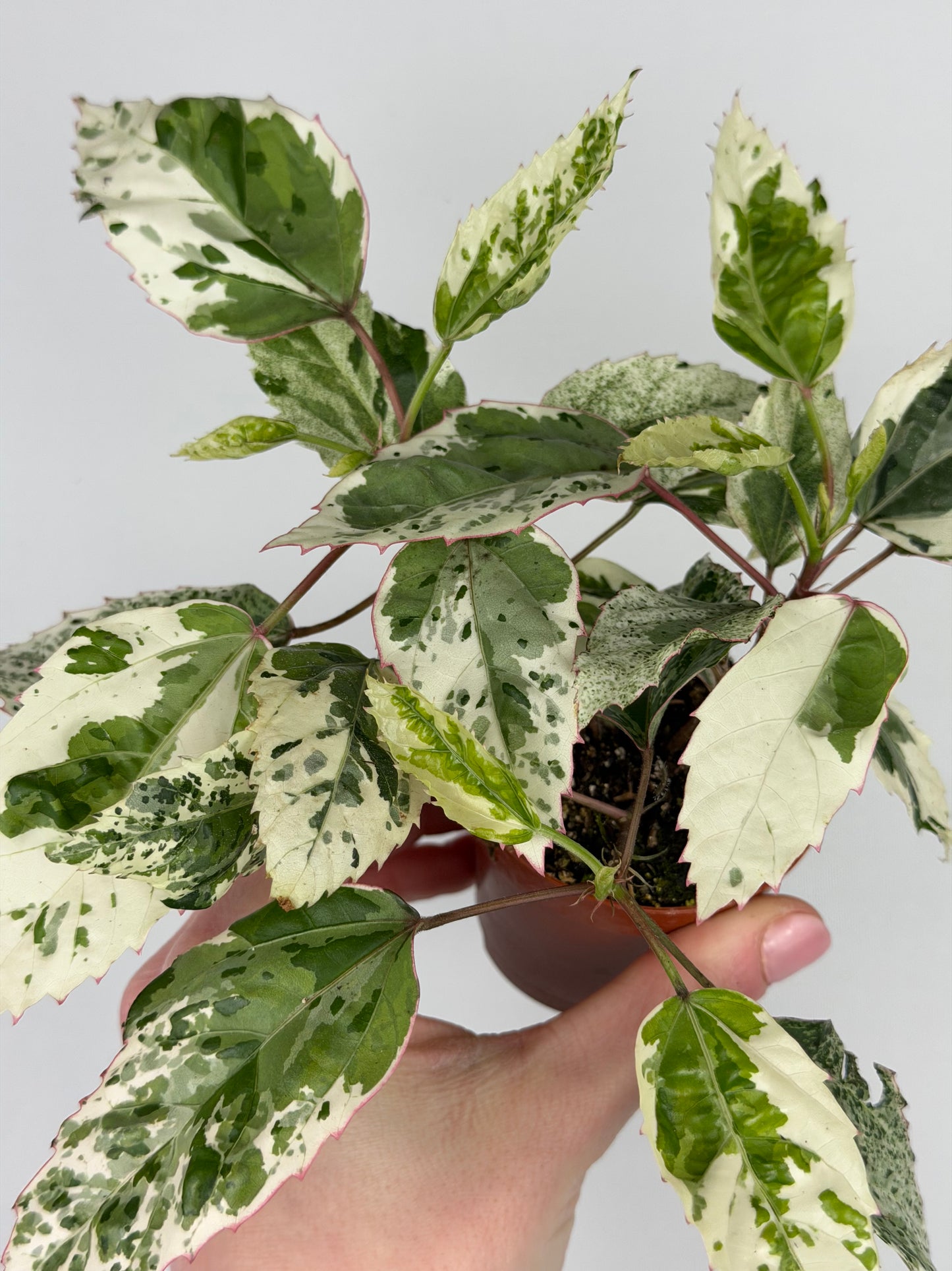 Hibiscus rosa-sinensis 'Variegata' Hibiscus Tropical Corner