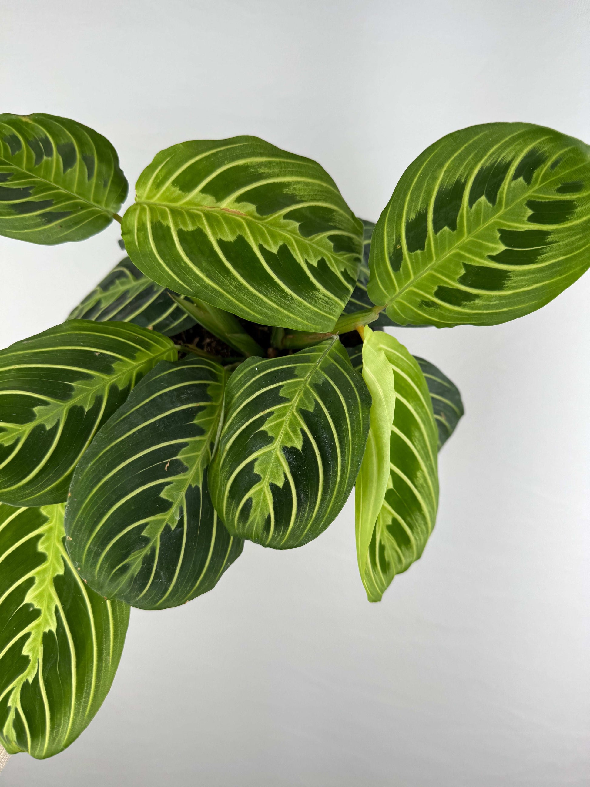 Maranta Leuconeura “Lemon Lime”