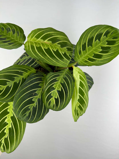 Maranta Leuconeura “Lemon Lime”