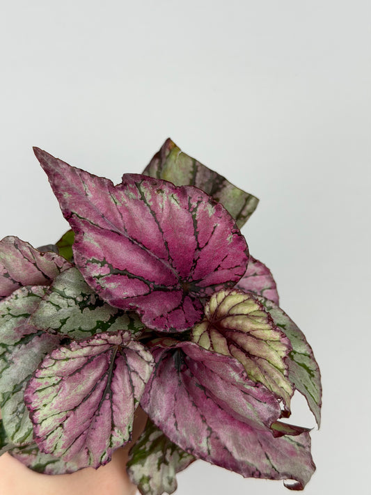 Begonia 'Hugh McLauchlan'
