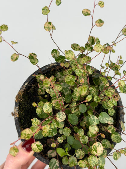 Muehlenbeckia complexa Mao'ri 'Pink Camouflage'