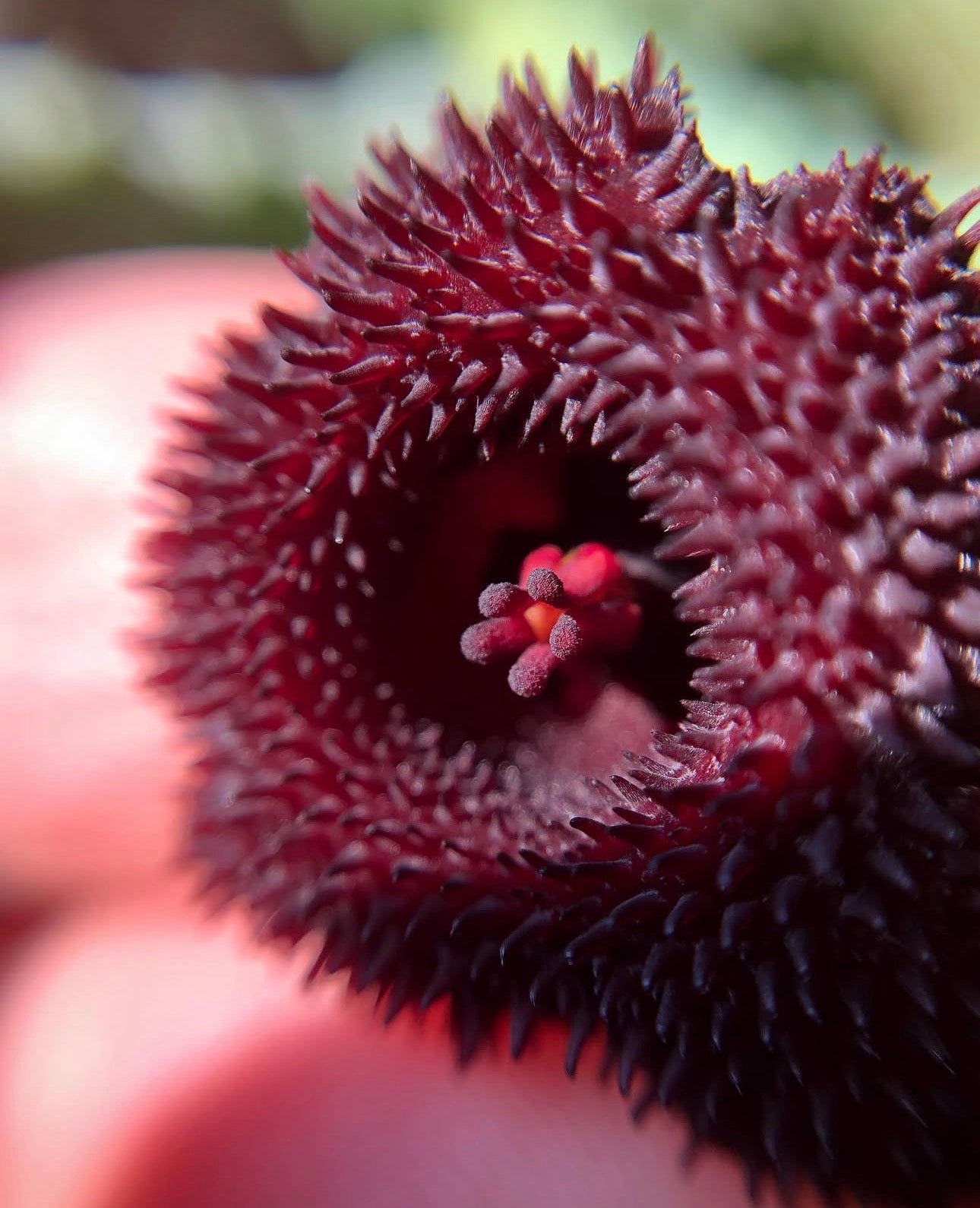 Stapelia Huernia Pendurata