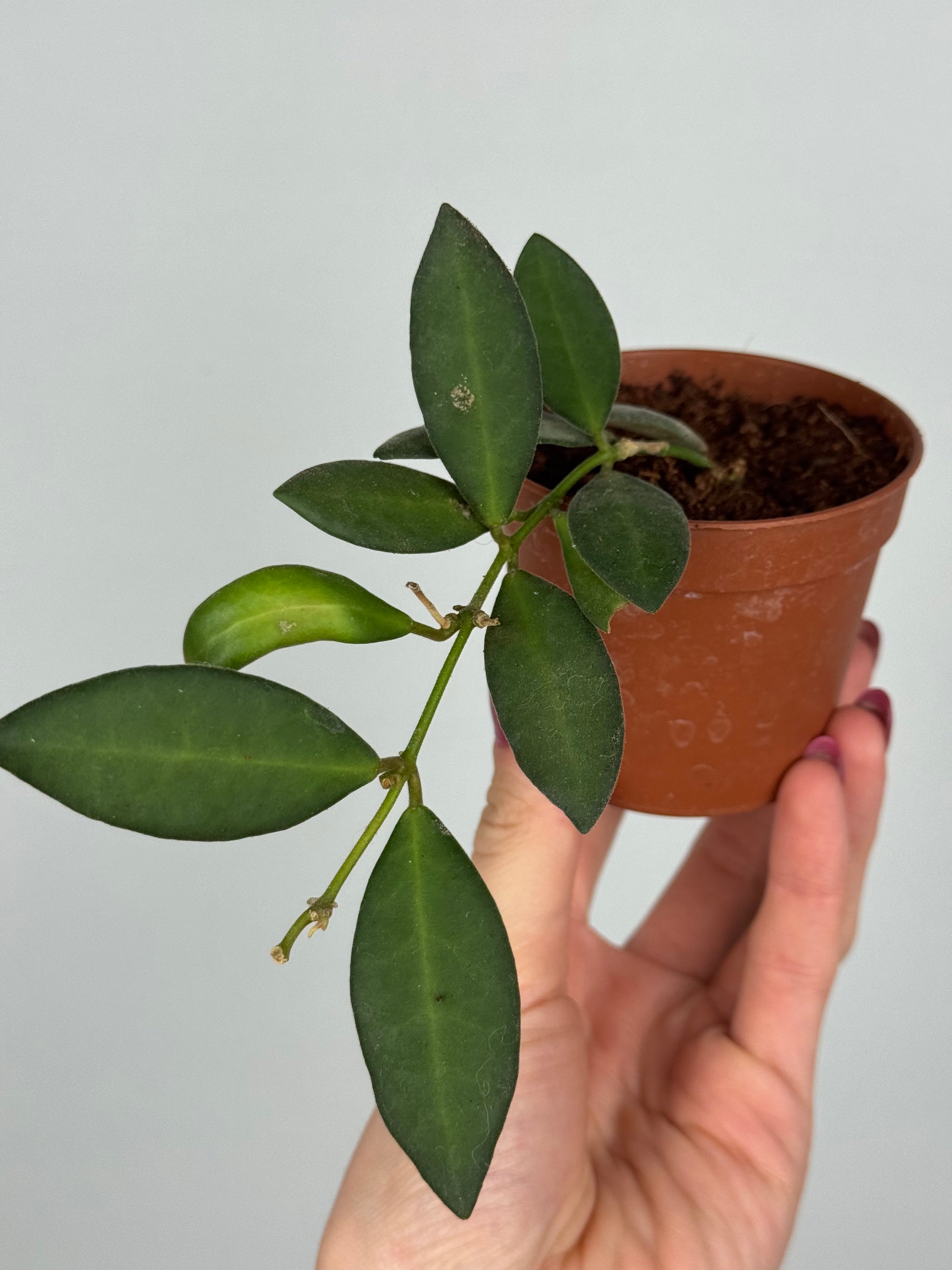 Hoya Burtoniae | Erica