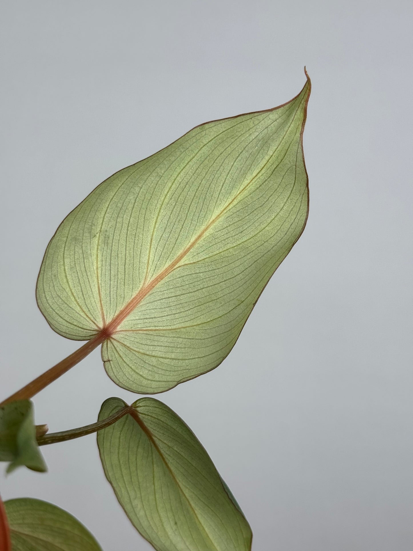 Philodendron Gloriosum