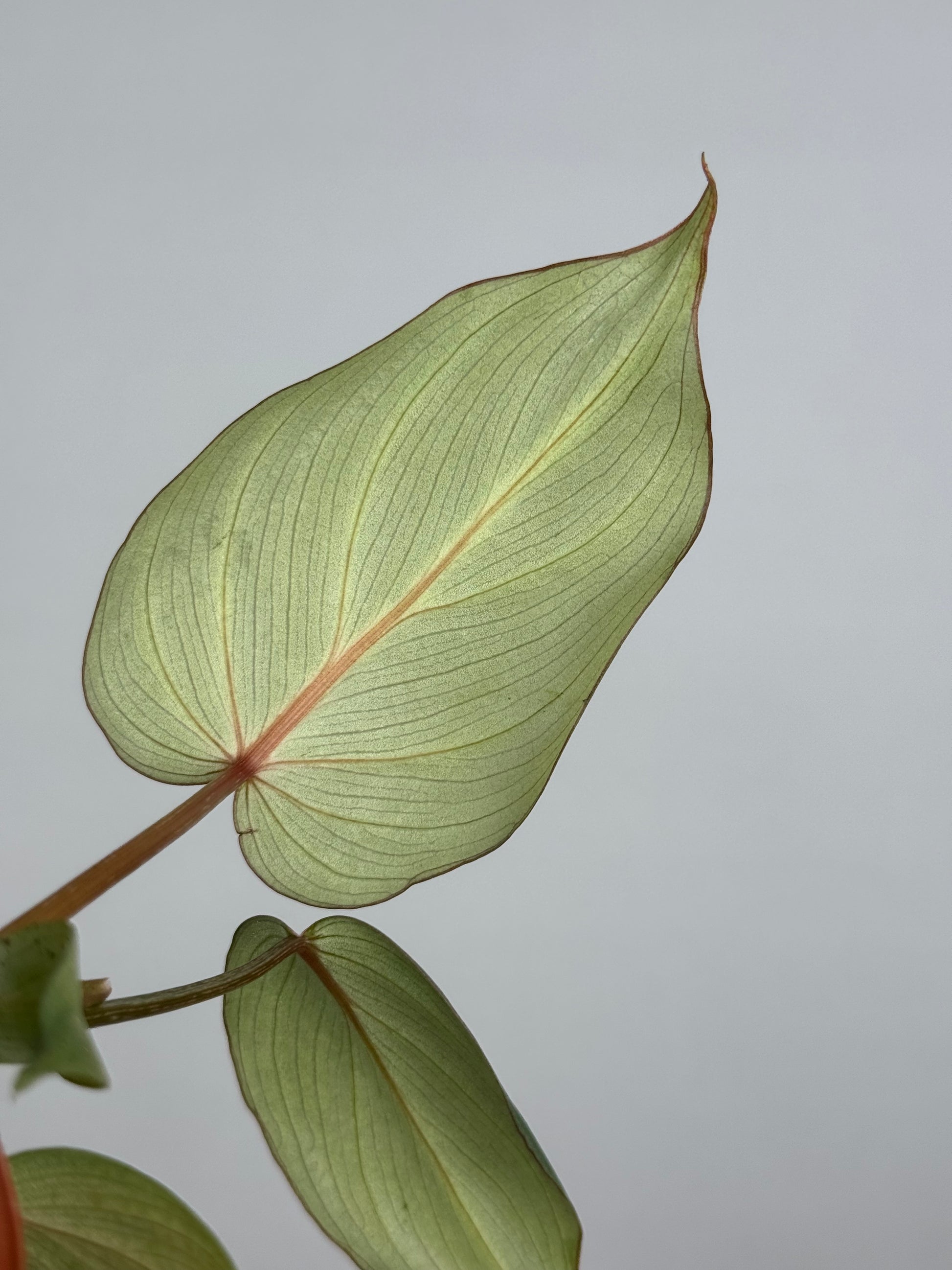 Philodendron Gloriosum