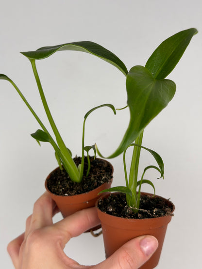 Monstera Burle Marx Flame