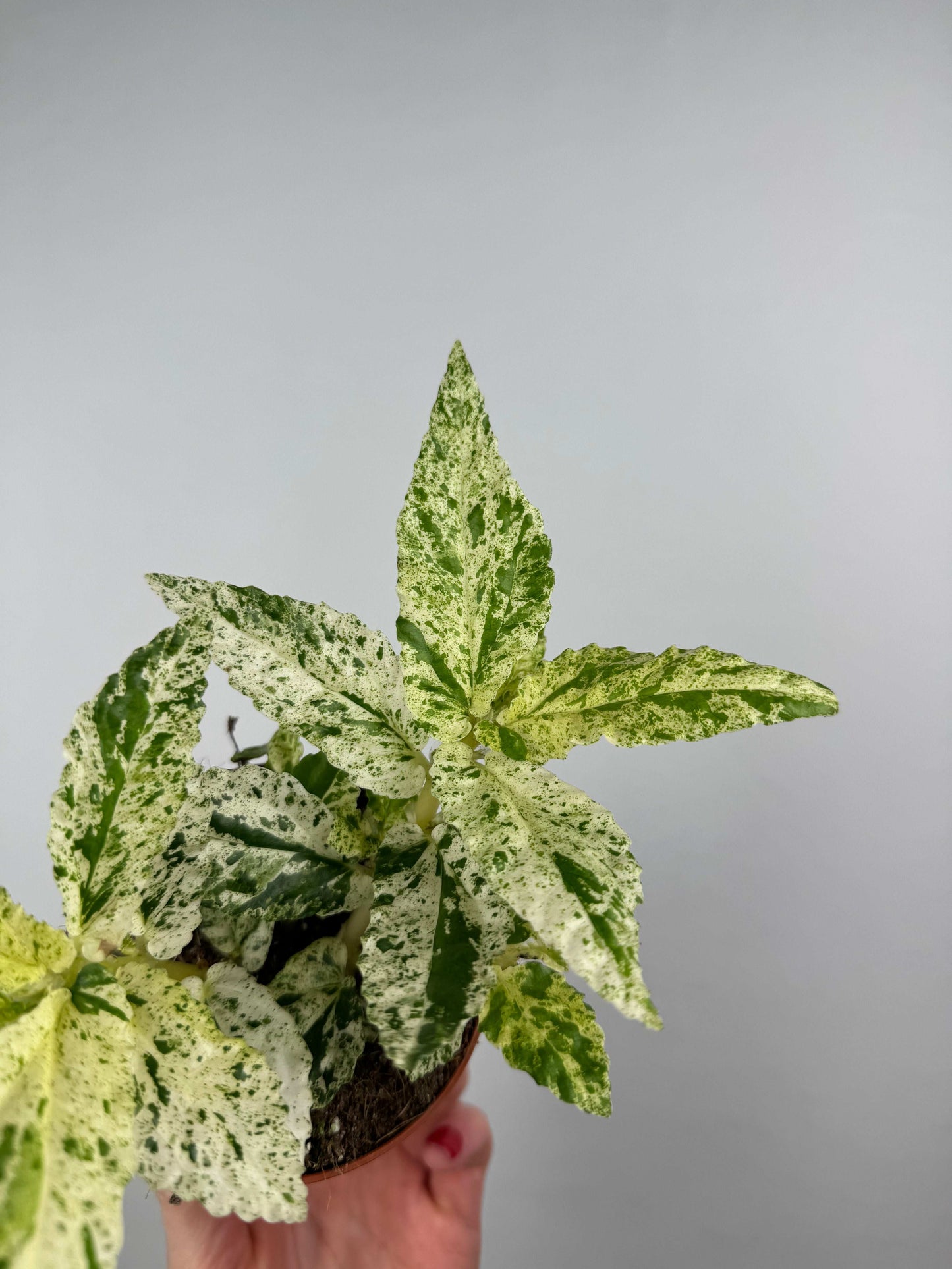 Pellionia Repens “Variegata”