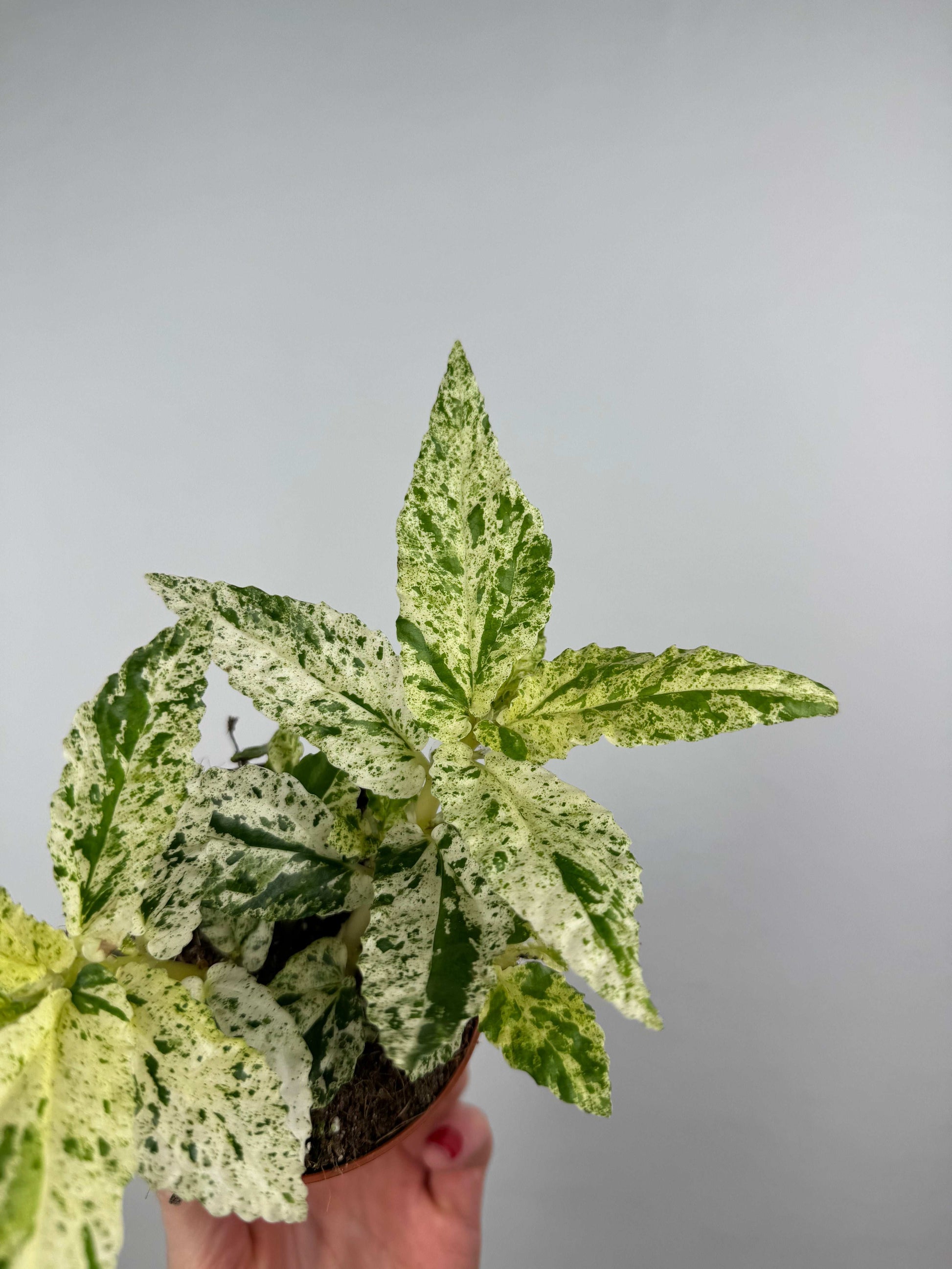 Pellionia Repens “Variegata”